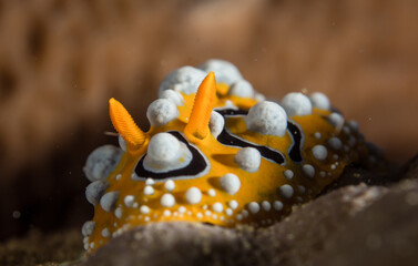 nudibranch