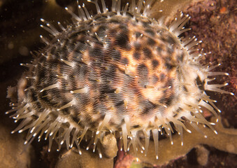 Shell with Mantel out