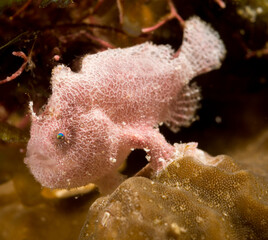 frog fish