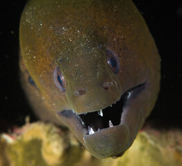 Macro Morray Eel
