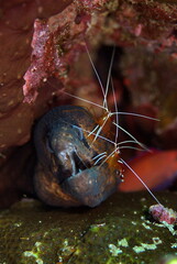 moray eel and shrimp