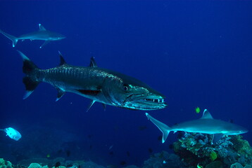 barracuda 