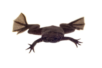 A Carvalho's Surinam toad on white background