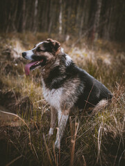 Mixed breed dog in the autumn field