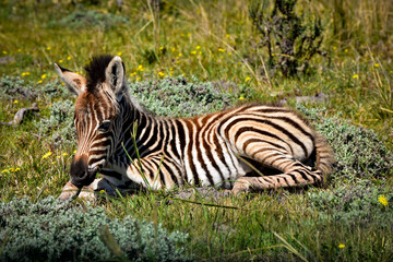 Baby Zebra

A young zebra lying in the grass enjoying the sun. 

