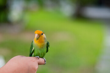 A lovebird perched on a finger, parrot