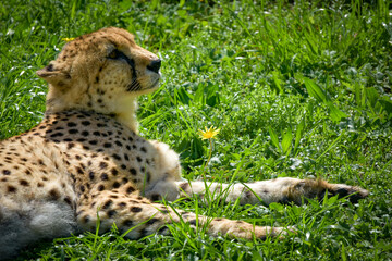 Lying Cheetah

A cheetah preparing for a nap in the sun.

« Observing animals helps to understand us. » 
Didier Bacquet 