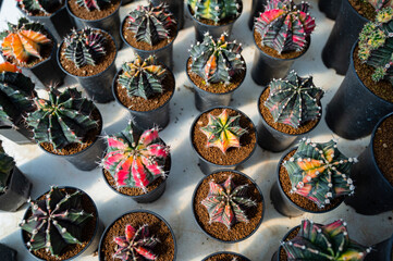 Fototapeta premium cactus greenhouse, closeup shot