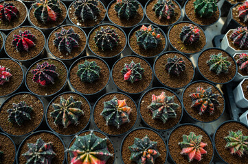 cactus greenhouse, closeup shot