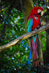 Red Macaw 

A macaw resplendent with all these colours on a branch. 

“ The man who has no one to...