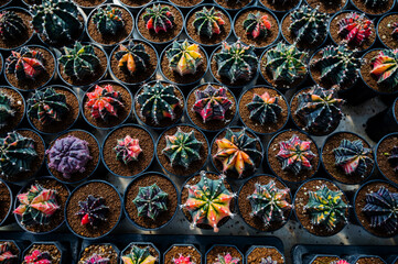 cactus greenhouse, closeup shot