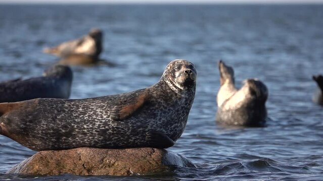 Harbour Seals on rocks in the sea, Sweden,2022

Sweden nature and Harbour Seals Wildlife, 2022
