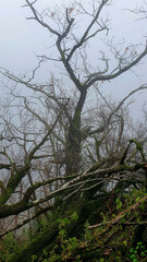 Foggy view of dead dry leafless trees covered with moss, vertical photo