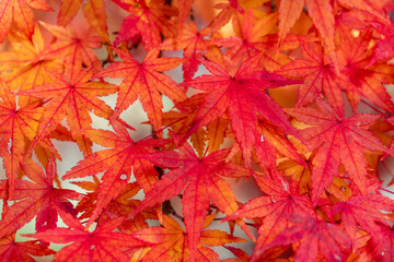 Maple leaves are start to turn red in JAPAN.