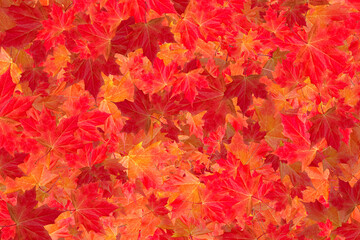 Naklejka na ściany i meble Red maple leaves autumnal pattern background