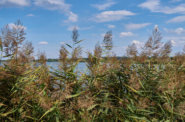 Leipzig lowlands / Germany: Nature reserve „Eschefelder Teiche“ near Frohburg