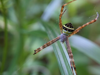Colorful spider hanging on the web waiting for food, macro nature, selected focus