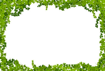 Ivy lianas frame with green leaves vector borders. Climbing plant or creeper vines with liana branches and green foliage. Evergreen hedera helix or garden ivy floral border rectangular frame - obrazy, fototapety, plakaty