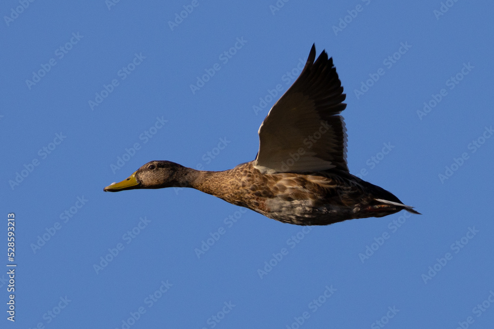 Canvas Prints Very close view of a molting male wild duck,  seen in a North California marsh