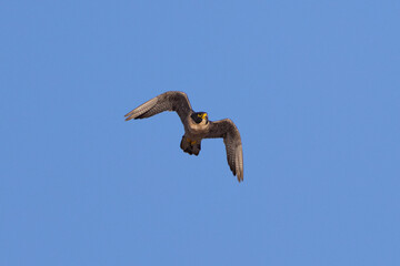 Close view of a  Peregrine Falcon flying, seen in the wild in North California