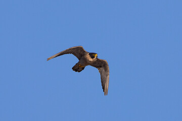 Close view of a  Peregrine Falcon flying, seen in the wild in North California
