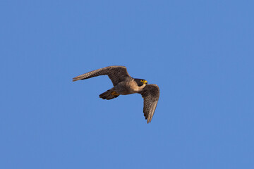 Close view of a  Peregrine Falcon flying, seen in the wild in North California