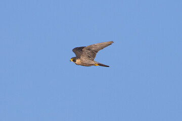 Obraz premium Close view of a Peregrine Falcon flying, seen in the wild in North California
