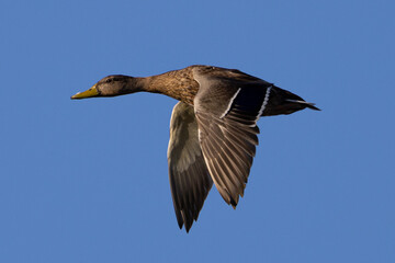Fototapeta premium Very close view of a molting male wild duck, seen in a North California marsh