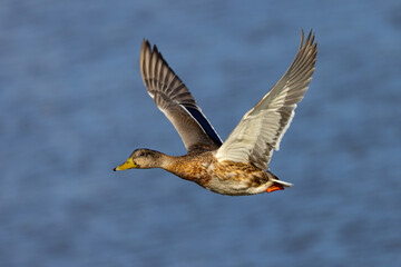 Very close view of a molting male wild duck,  seen in a North California marsh