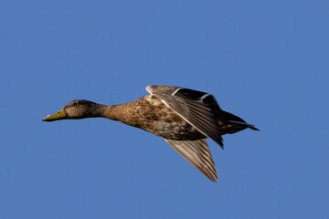 Very close view of a molting male wild duck,  seen in a North California marsh