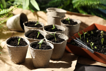 Young seedlings in peat pots on table