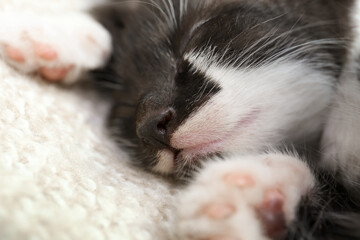 Naklejka premium Cute baby kitten sleeping on cozy blanket, closeup