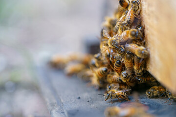 group of bees crowded at the entrance of the hive, one in focus and others behind out of focus. copy-space