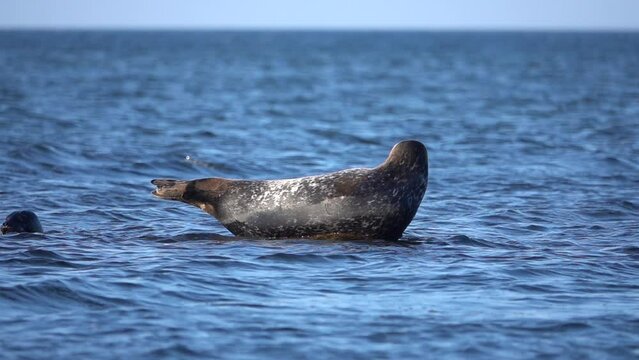 
Harbour Seal on rock in the sea, slow motion

Sweden nature and Harbour Seals Wildlife, 2022
