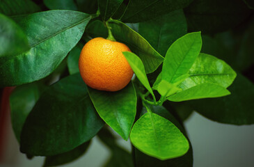 Ripe juicy sweet orange mandarins on a tree in the mandarin orchard. Selective focus. mandarin...