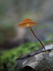 Marasmius siccus, or orange pinwheel, is a small citrus mushroom of the genus Marasmius, with a 