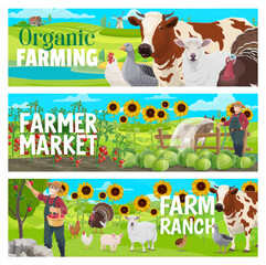 Organic farm and market. Farm animals, cattle, orchard and vegetables vector banners with cartoon farmer on farm field, cows, chickens, pigs and sheep, apples, tomatoes, cabbages, donkey and turkeys
