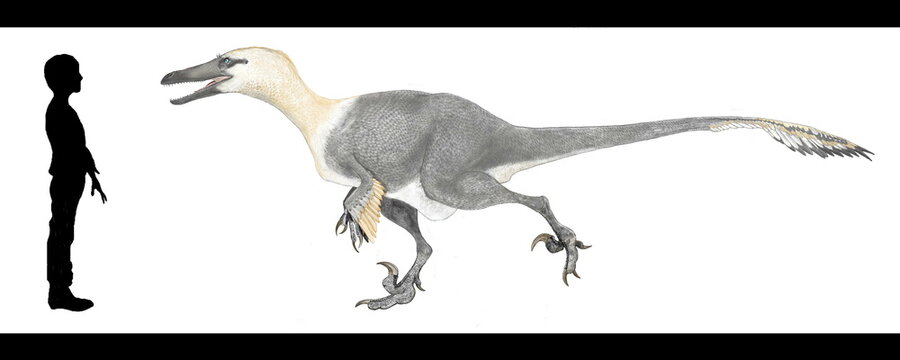 アウストロラプトルのオリジナルイラスト　白亜紀後期のアルゼンチンの地層から発見された。ドロマエオサウルス科の中型恐竜。小型なものが多いドロマエオサウルス科の恐竜の中ではユタラプトルやダコタラプトルに匹敵する大きさの肉食恐竜である
他のドロマエオサウルス科の恐竜よりも前肢がやや短い。