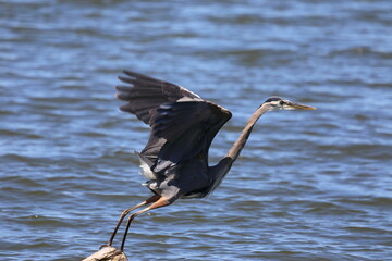 Great Blue Heron fishing in a lake