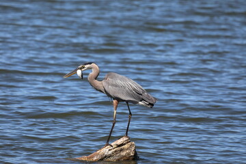Great Blue Heron fishing in a lake