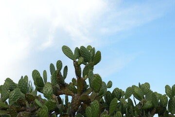 Nopales Mexicanos, Cactáceas, plantas mexicanas.