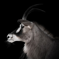 Antilope als Seitenportrait mit schwarzen Hintergrund stark entsättigt