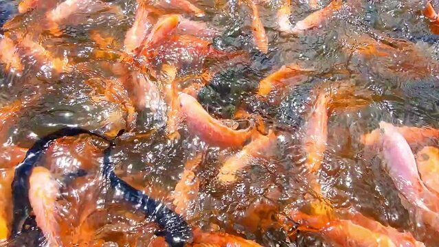 Tilapia fish farming on my farm