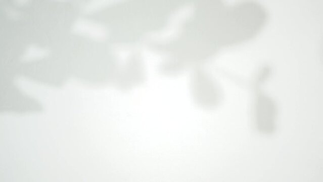 leaf shadow footage for background texture overlay. minimalist nature motion graphic in blur and soft texture