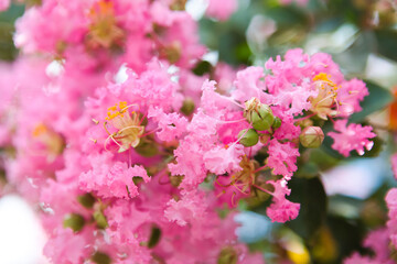 サルスベリの花をクローズアップ
