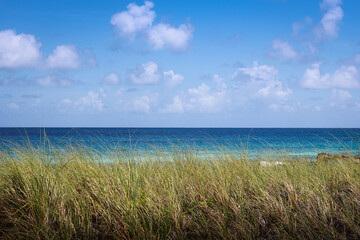 Beach Grass with Blue Ocean and Blue Sky Pure Vitamin Sea