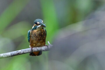 好物の小魚をゲットしたカワセミ幼鳥
