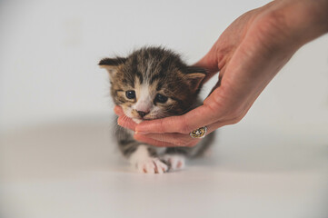 Sad kitten in a white/gray background with a woman hand