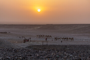 Early morning view of a camel caravan in Hamed Ela, Afar tribe settlement in the Danakil depression, Ethiopia.