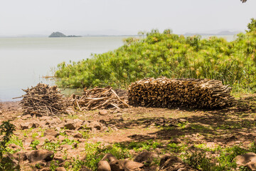 Firewood piles at Zege peninsula in Tana lake, Ethiopia